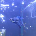 Betta macho splendens