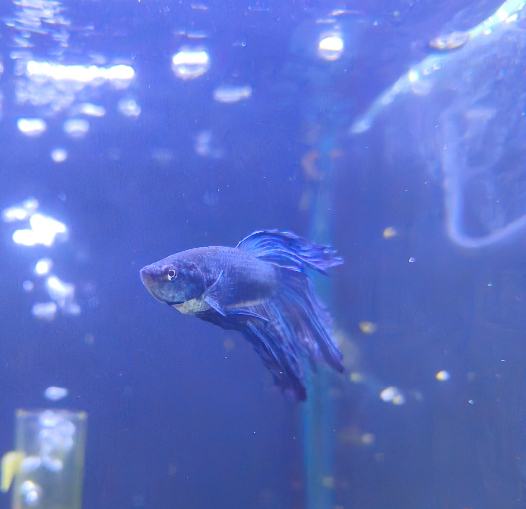 2026/03/1000404971.jpg Betta macho splendens - Imagen 1