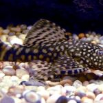 Ancistrus