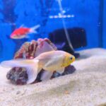Carassius goldfish Saraa 7.5cm