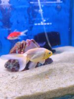 Carassius goldfish Saraa 7.5cm