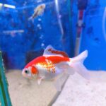 Carassius goldfish Saraa 7.5cm - Imagen 2