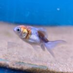 Carassius Calico 3.5cm