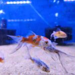 Carassius Shubunkin M