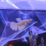 Betta Dumbo Cola larga White