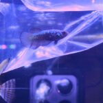 Betta Samurai blue hmpk