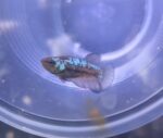 Betta Samurai blue hmpk - Imagen 2