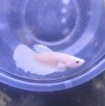 Betta Dumbo Cola larga White - Imagen 2