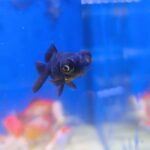 Carassius Telescópico negro
