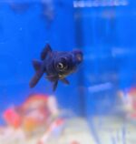 Carassius Telescópico negro