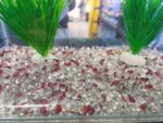 Dophin Gravilla Crystal Sand Rojo 400 G