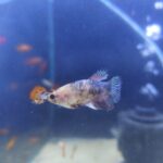 Betta Hembra splendens