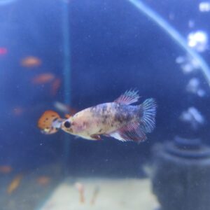 Betta Hembra splendens