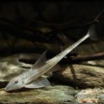 Loricaria