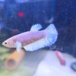 Betta Dumbo no sexado