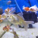 Carassius Watenai