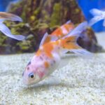 Carassius Calico 4.5cm