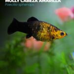 Molly caranaranja
