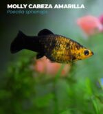 Molly caranaranja