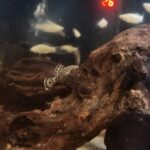 Pleco Ranger