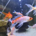 Koi 9.5cm