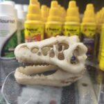 Craneo dinosaurio Mini