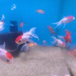 Carassius Sarasa talla M