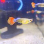 Guppy hembra Roja