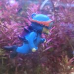 Buzo Azul 6cm