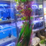 Planta Artificial acuática hojas Rojas verde 40cm