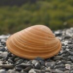 Almejas Filtradoras
