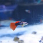Guppy Orejón