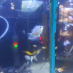 Colisa Lalia