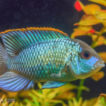Acara Electric blue 6cm