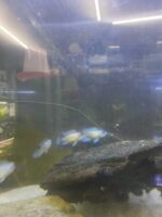 Acara Electric blue 6cm - Imagen 2