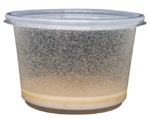 Alimento vivo Microgusanos de avena - Imagen 2