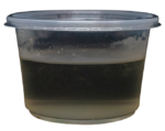 Alimento Vivo Anguililla del Vinagre - Imagen 2