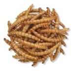 Tenebrios Deshidratados Snack Para Aves, Tortugas, Erizos 1 Kg - Imagen 2